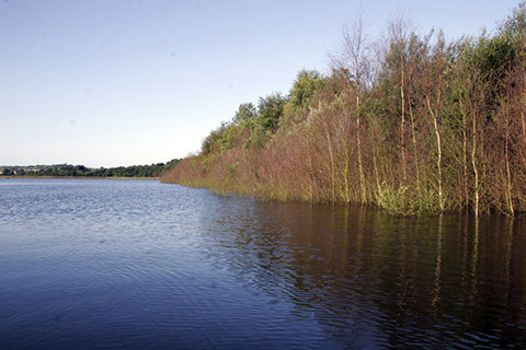 Bird sanctuary tree line, Arnfield Fly Fishery